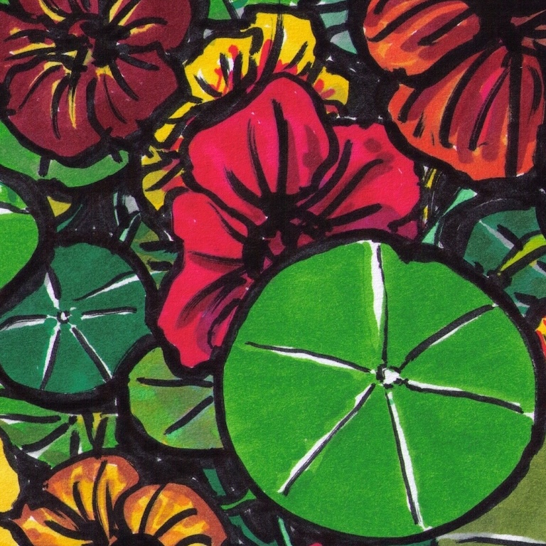 Nasturtium drawing with a round green leaf and blooms in red, orange, and yellow